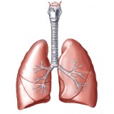 Infusión depurativa para el pulmón